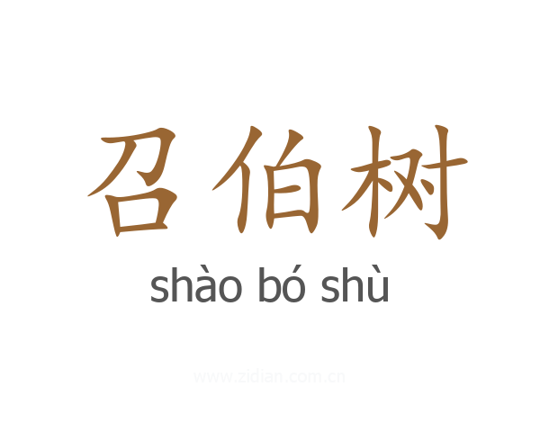 召伯树