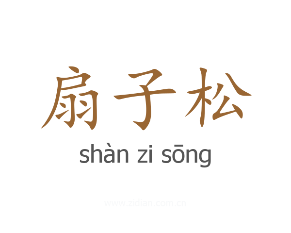 扇子松