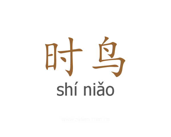 时鸟