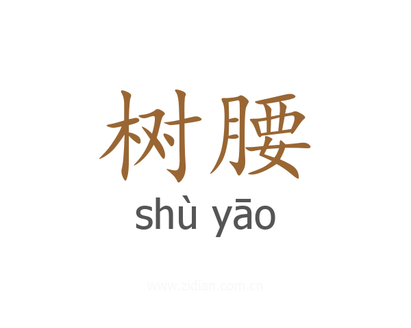 树腰