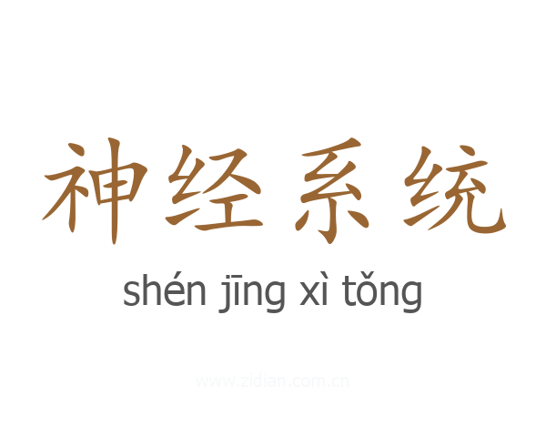 神经系统