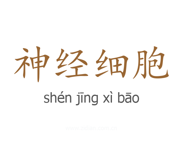 神经细胞