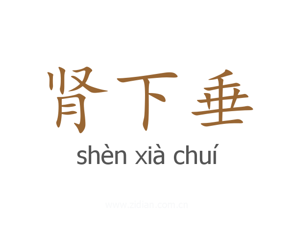 肾下垂