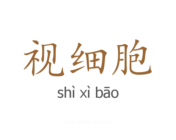 视细胞