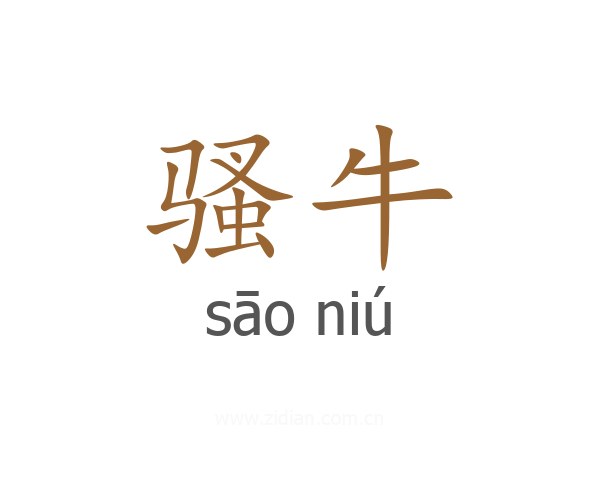 骚牛