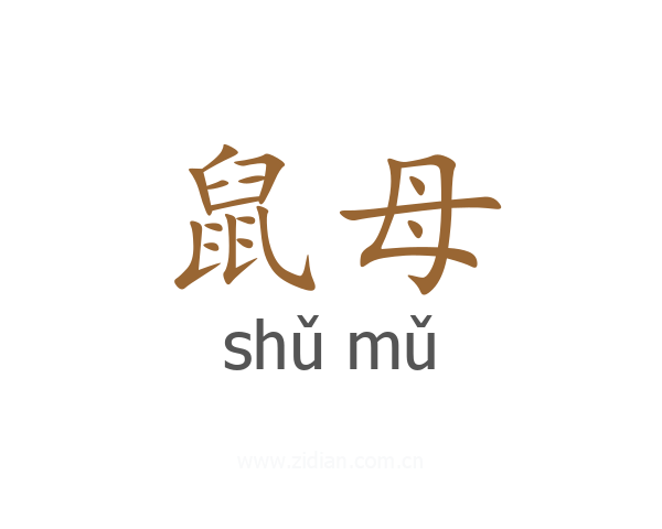 鼠母