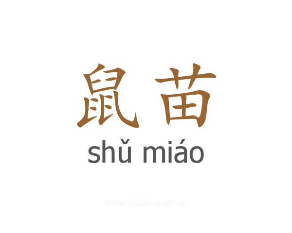 鼠苗