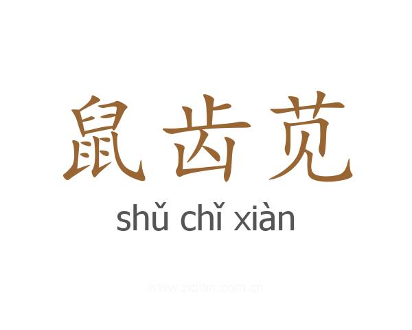 鼠齿苋