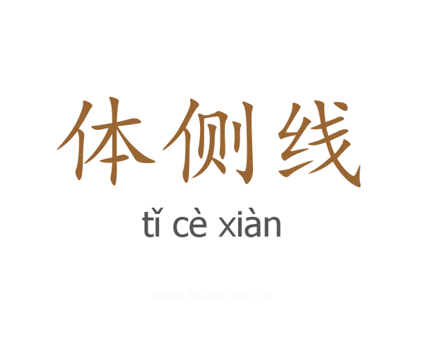 体侧线