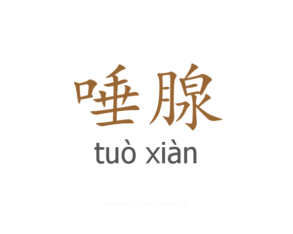 唾腺