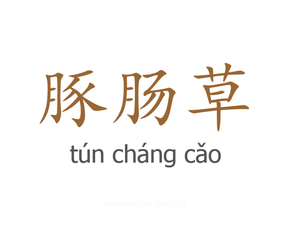 豚肠草