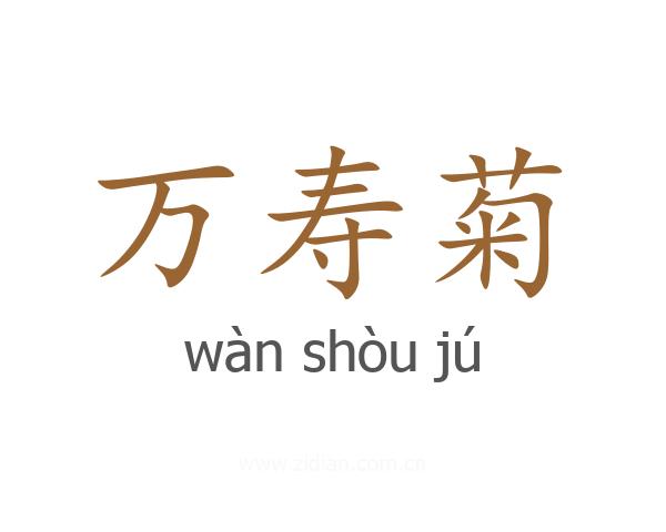 万寿菊