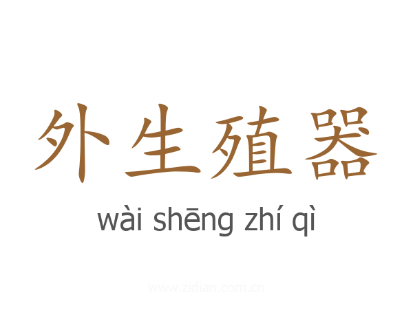 外生殖器