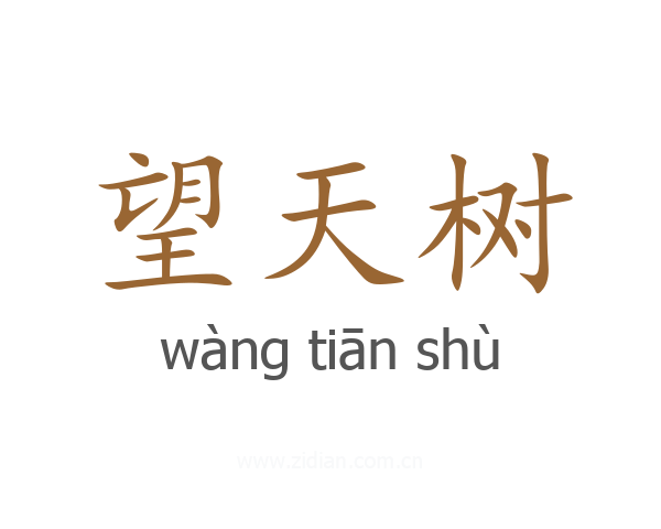 望天树