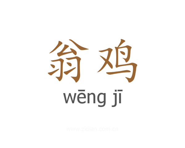 翁鸡