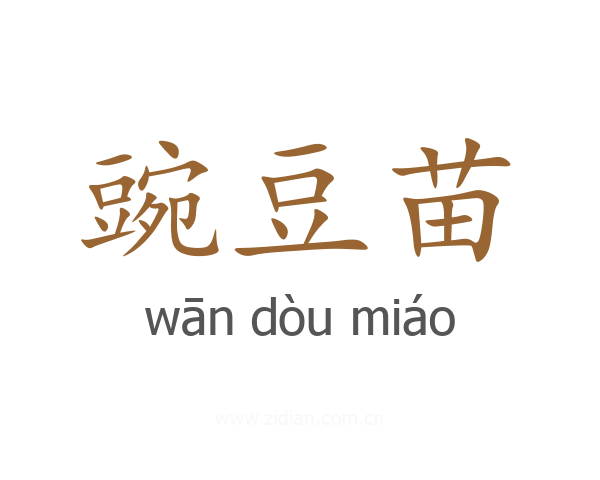 豌豆苗