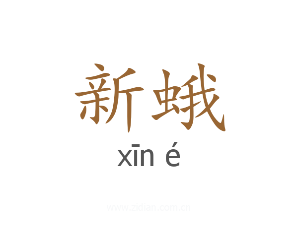 新蛾