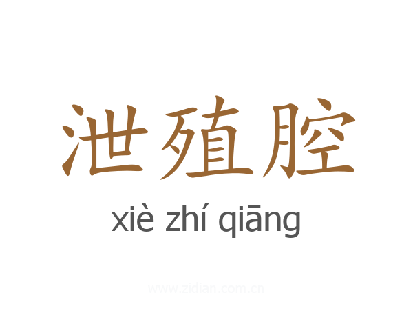 泄殖腔