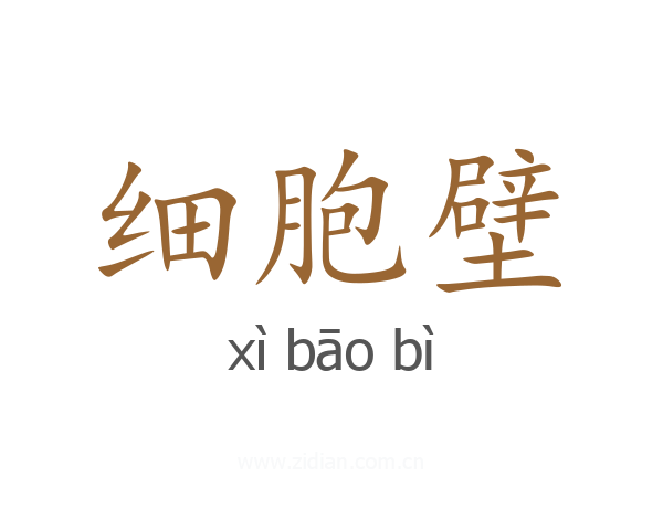 细胞壁