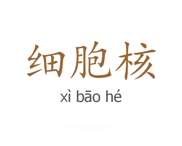 细胞核