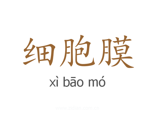 细胞膜
