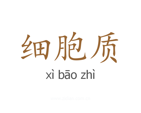 细胞质