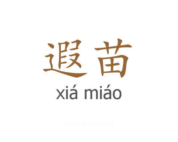 遐苗