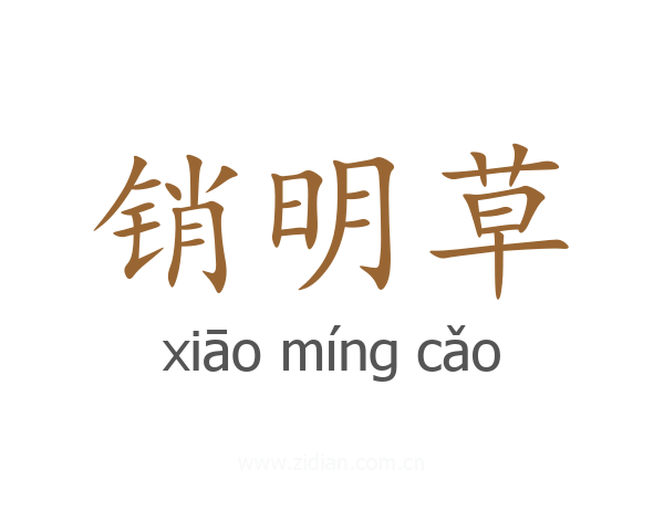 销明草