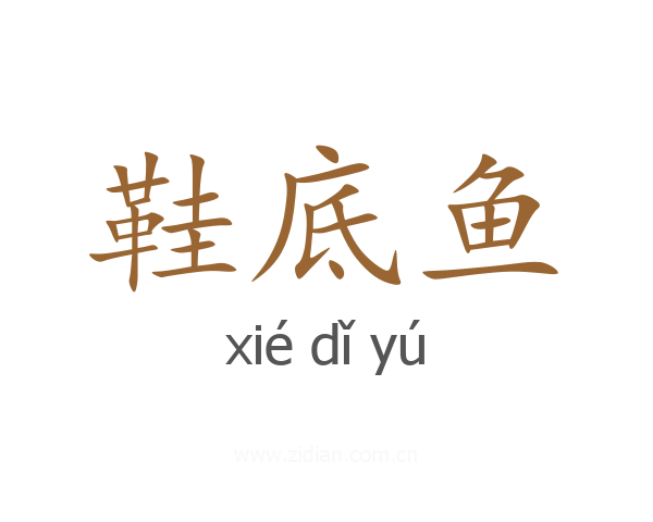 鞋底鱼