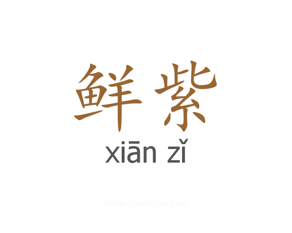 鲜紫
