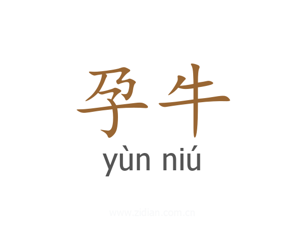 孕牛