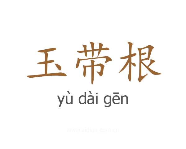 玉带根