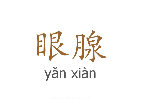 眼腺