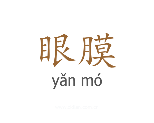 眼膜