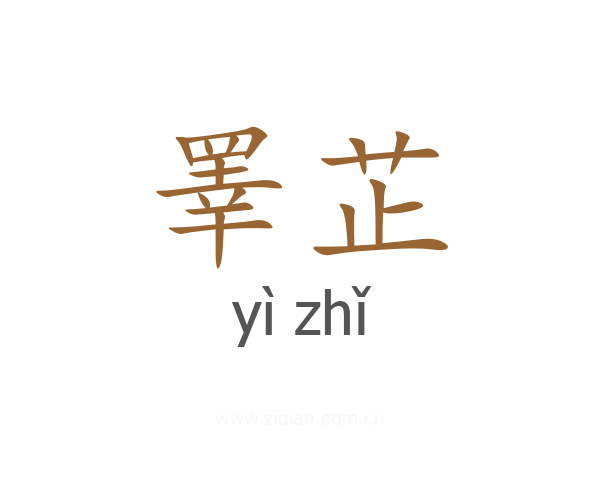 睪芷