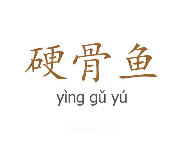 硬骨鱼