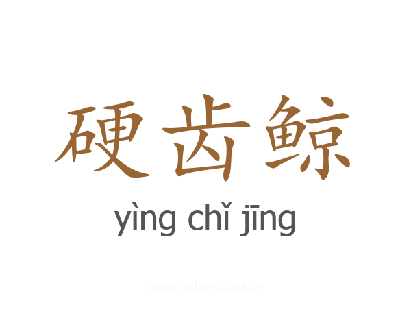 硬齿鲸