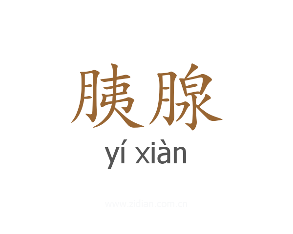 胰腺