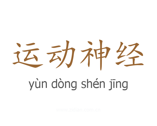 运动神经