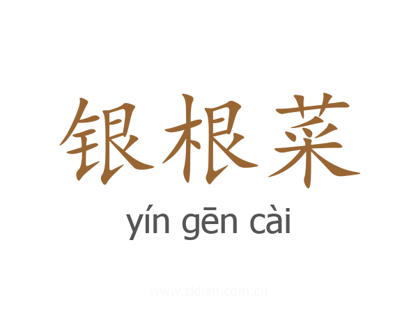 银根菜
