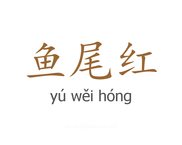 鱼尾红