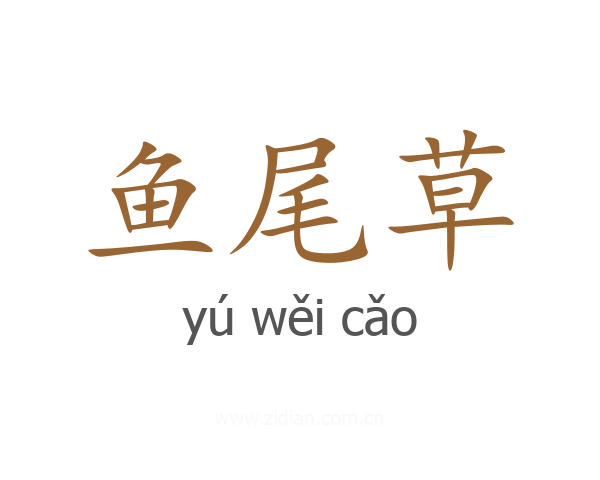 鱼尾草