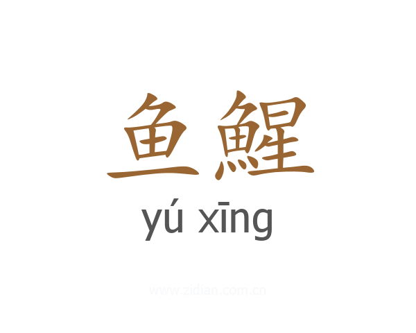 鱼鯹