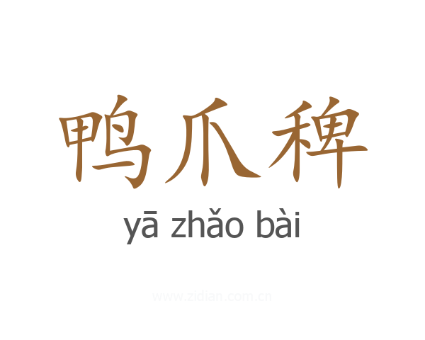 鸭爪稗