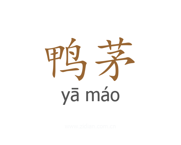 鸭茅
