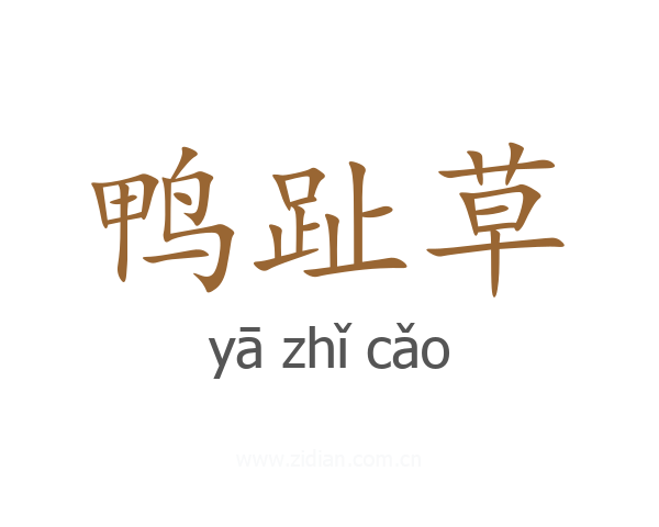 鸭趾草