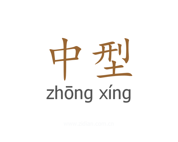 中型