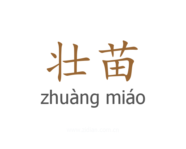 壮苗