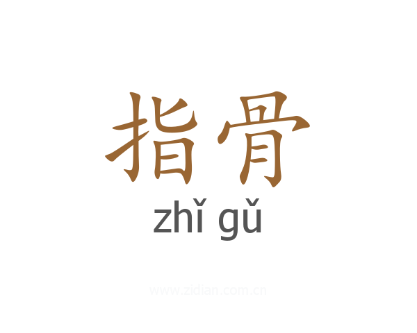 指骨
