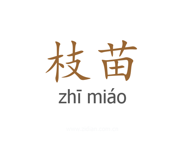 枝苗